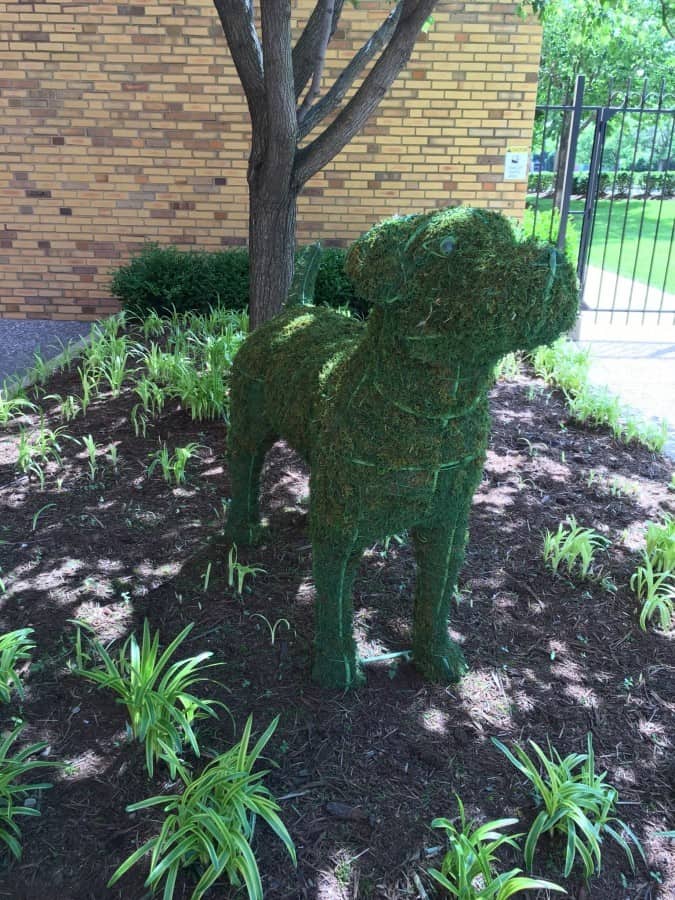 purina campus dog bush