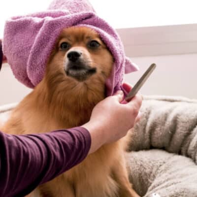 Dog Grooming Tips That Will Save You a Lot of Time and Effort