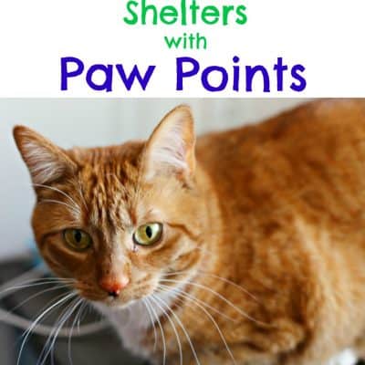 Support Local Shelters with Paw Points