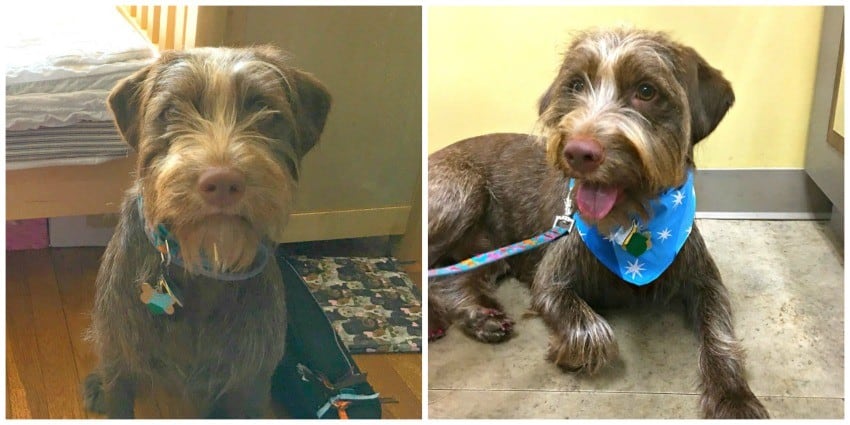 before and after grooming
