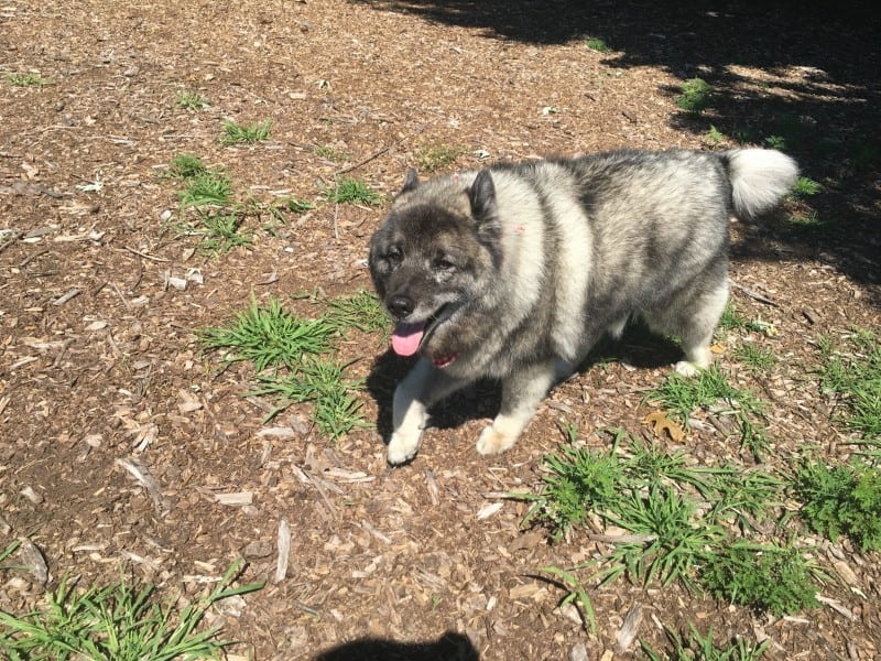 dog park fluffy