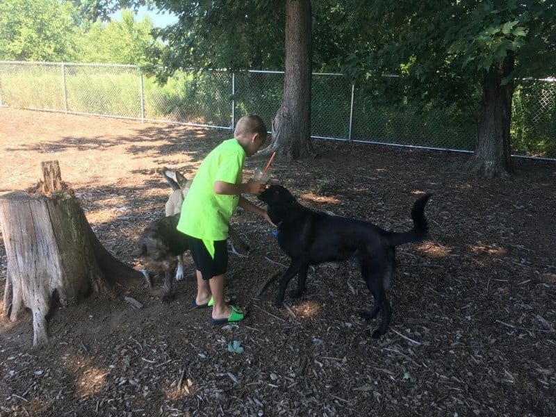 dog park kid