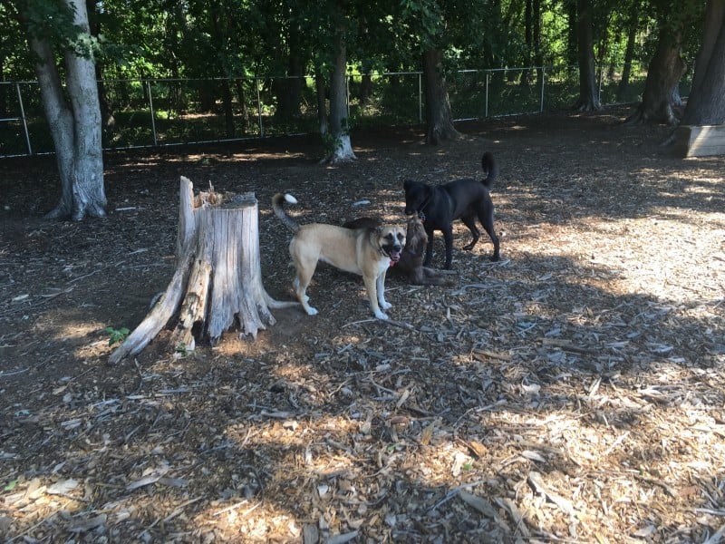 dog park new friends again