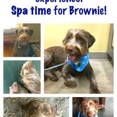 #PetcoGrooming: Brownie’s First Grooming Experience!