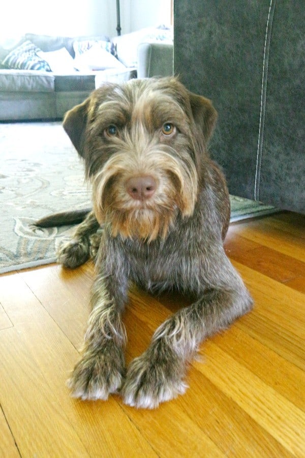 brownie sitting pretty