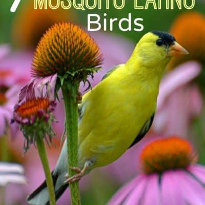 Attract mosquito eating birds to your yard or garden with these simple tips!