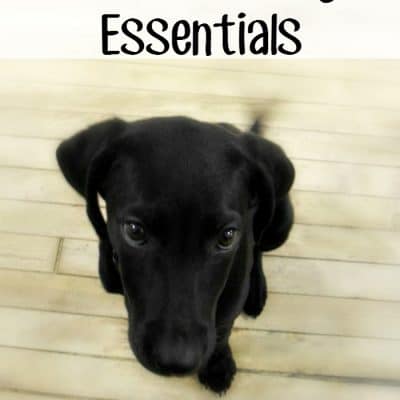 Puppy Training Essentials