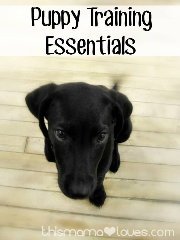Puppy Training Essentials