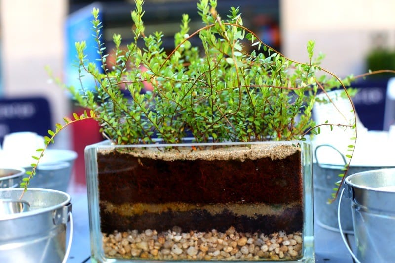 miniature-cranberry-bog