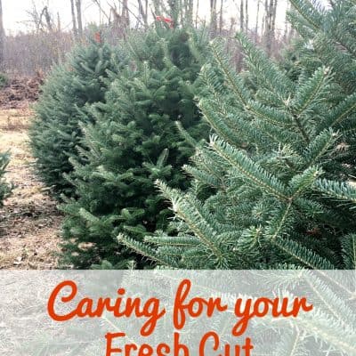 Tips for Keeping a Fresh Cut Christmas Tree