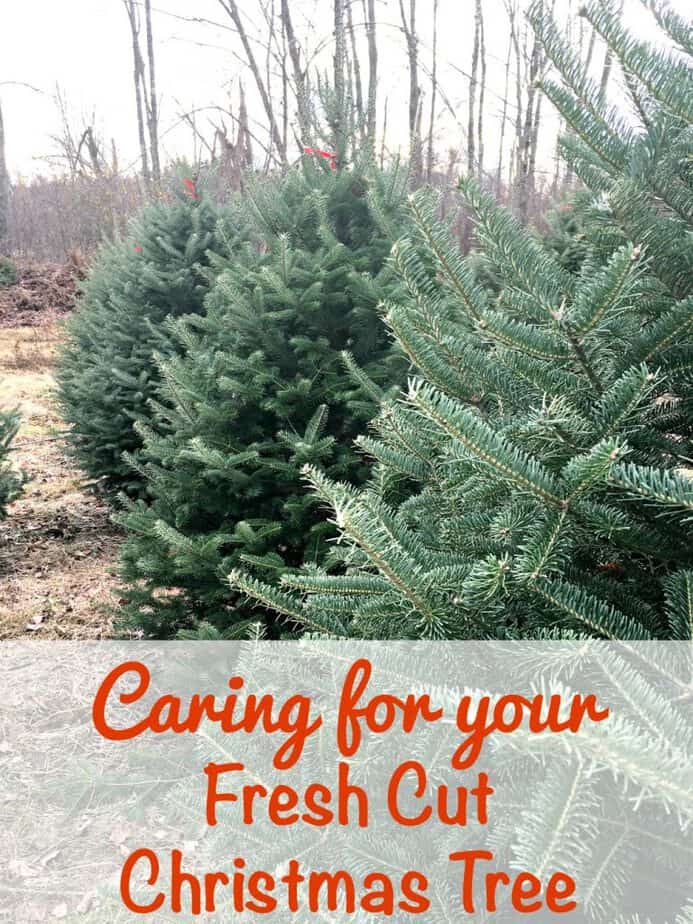 Tips for Keeping a Fresh Cut Christmas Tree This Mama Loves