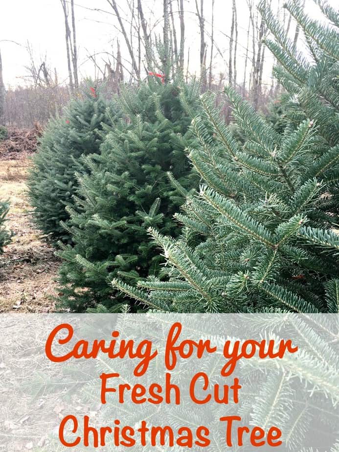 Caring for your Fresh Cut Christmas Tree Keeping It Real from This Mama Loves