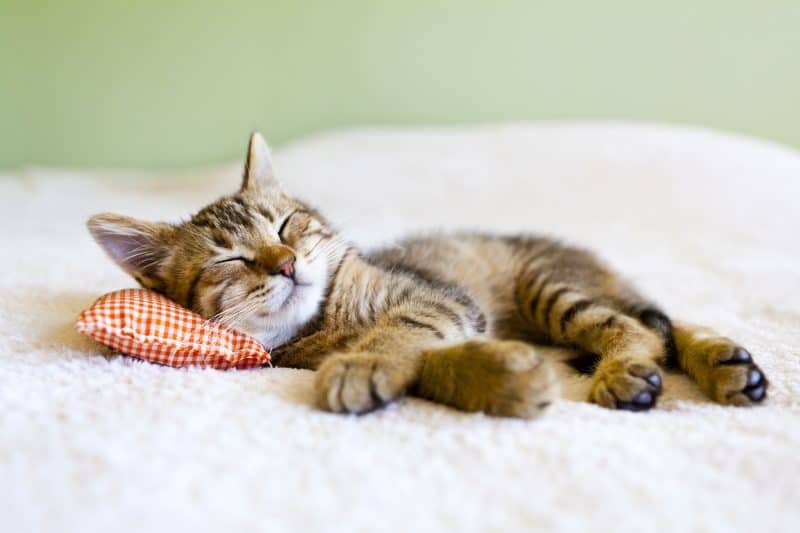 Small Kitty With Red Pillow