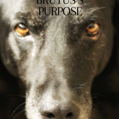 A Dog’s Purpose