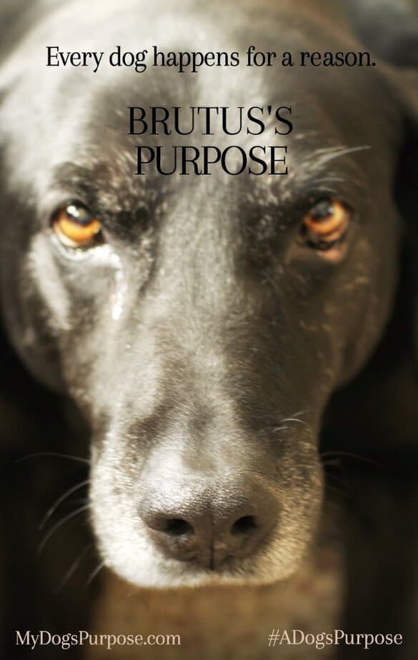 A Dog's Purpose