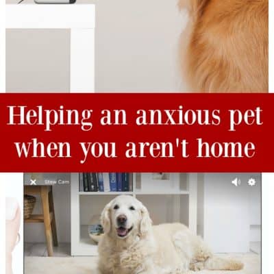 Helping an anxious pet when you aren’t home with Petcube interactive pet camera