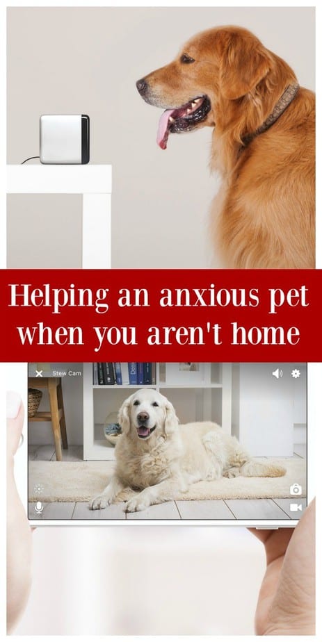 Helping an anxious pet when you aren't home with interactive pet camera 