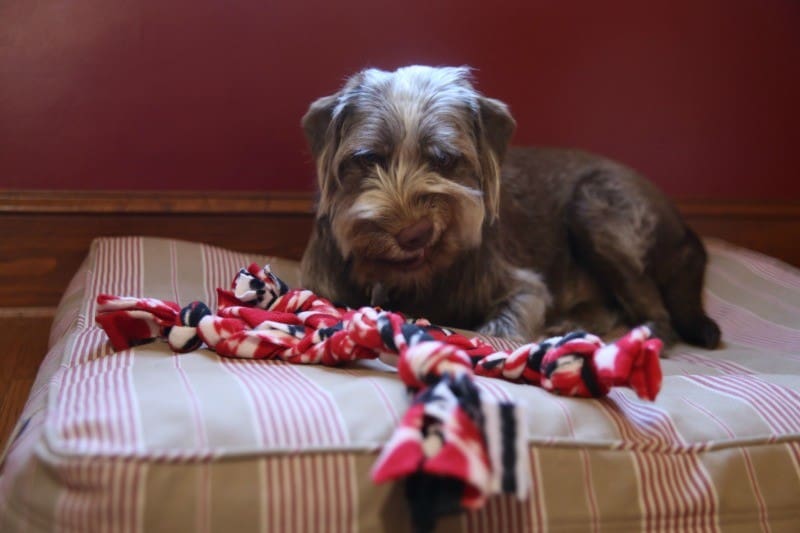 Super Simple DIY Dog Toy Tutorial