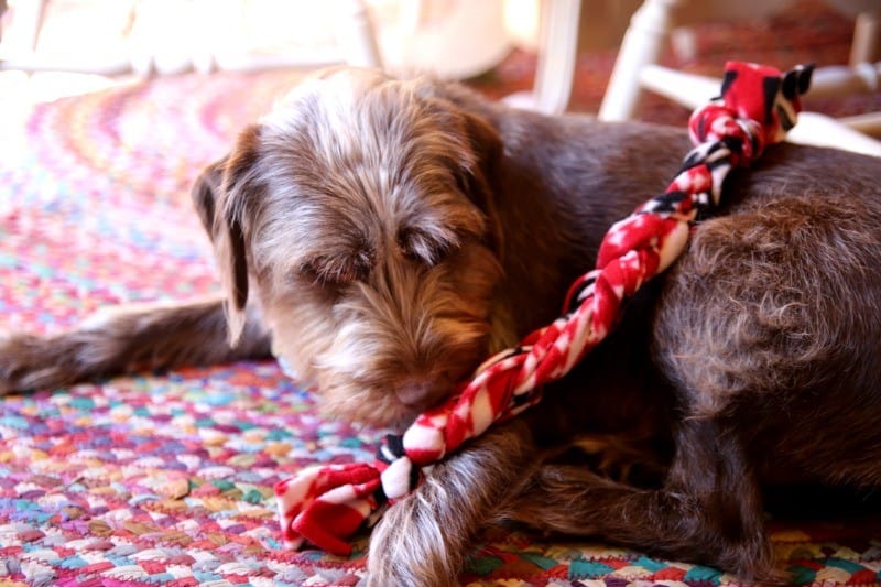 Super Simple DIY Dog Toy Tutorial