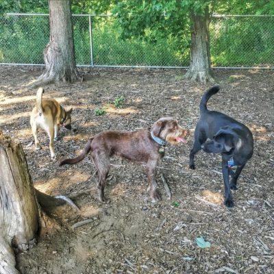 brownie at dog park