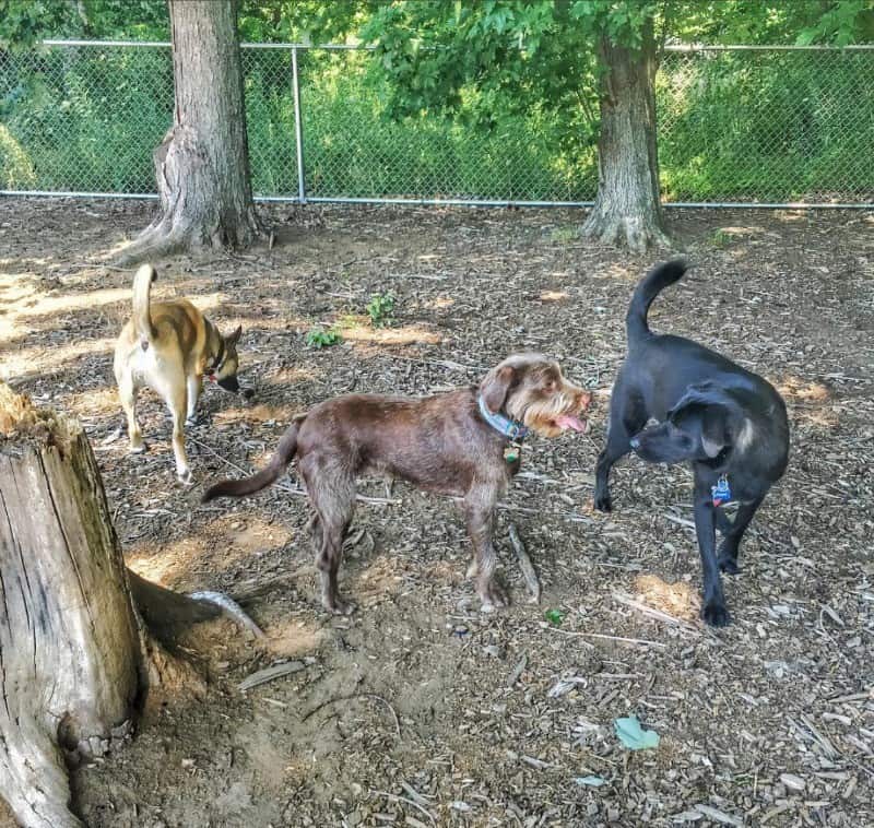 brownie at dog park