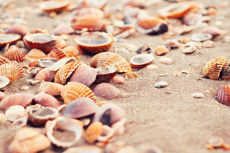 7 Games Your Family Can Play at the Beach seashells