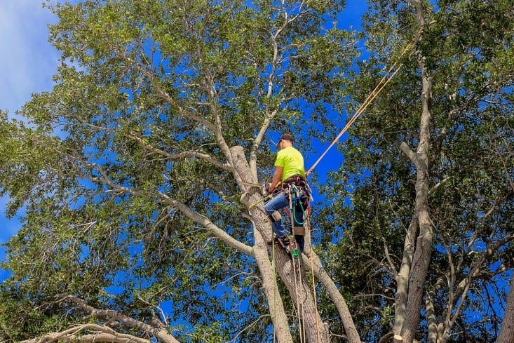 man using chainsaw trimming tree branches