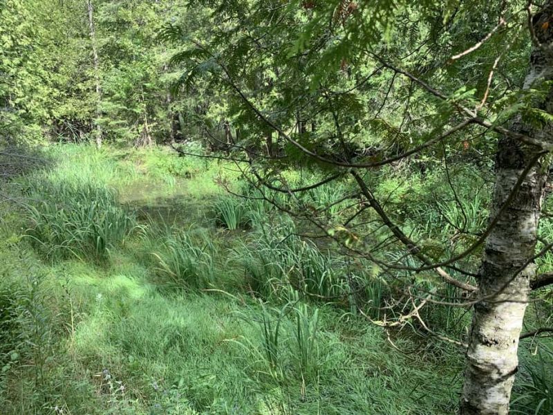 the ridges ecosystems