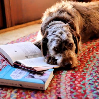 brown rescue pup with paw on wbruce cameron books