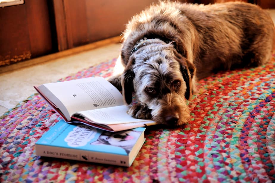 brown rescue pup with paw on wbruce cameron books