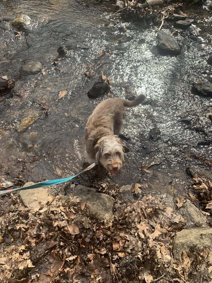 dog wading in brook 