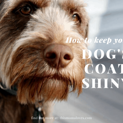 How To Keep Your Dog’s Coat Shiny