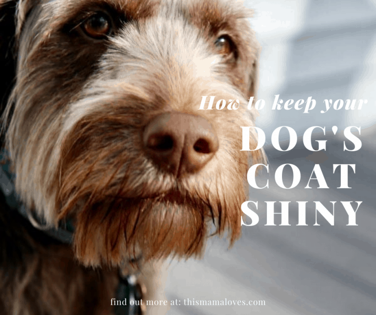 How To Keep Your Dog's Coat Shiny This Mama Loves