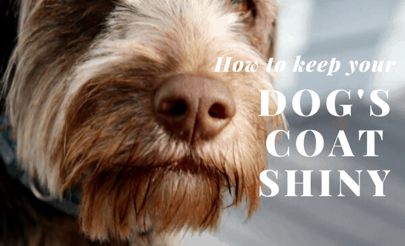 how to keep your dogs coat shiny