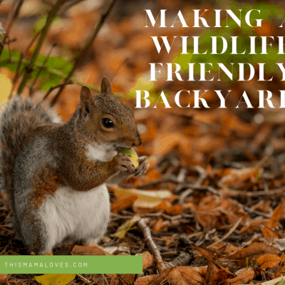 Making a wildlife friendly backyard squirrel eating acorn