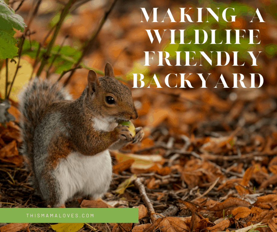 Making a wildlife friendly backyard squirrel eating acorn