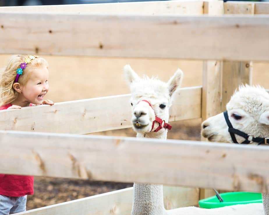 white llama behind fence 