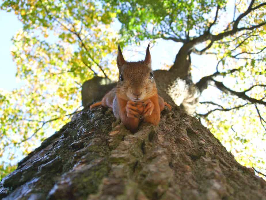 squirrel face close up