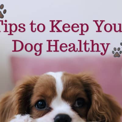 tips to keep your dog healthy text over cute puppy laying down