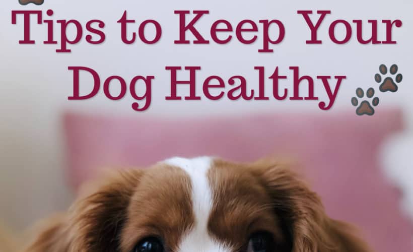 tips to keep your dog healthy text over cute puppy laying down