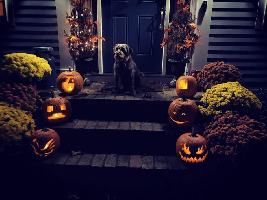 lit jackolanterns with mums on brick steps