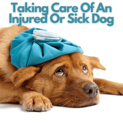 Taking Care Of An Injured Or Sick Dog