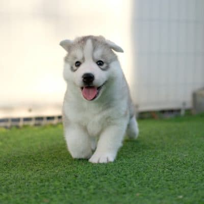 Everything You Need to Know About the Pomsky Dog