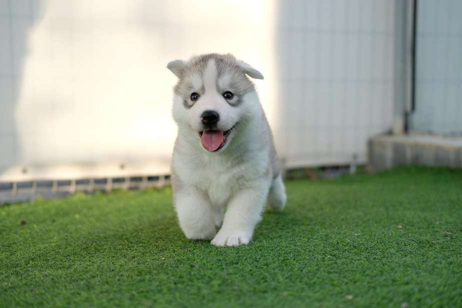 what breeds make a pomsky