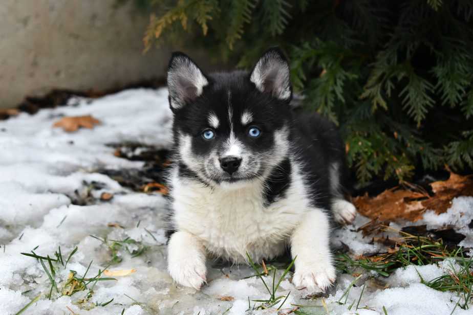 Everything You Need to Know About the Pomsky Dog