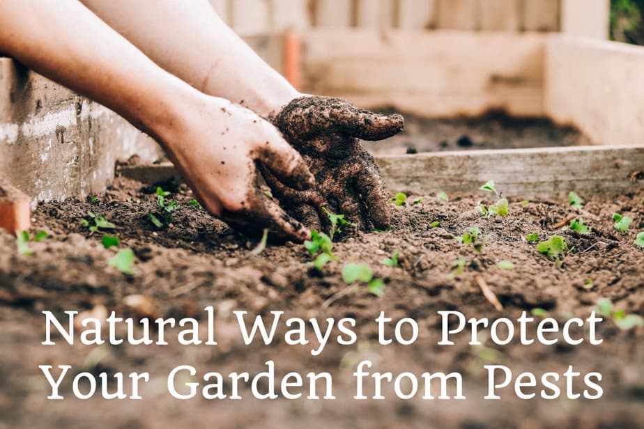 close up hands in garden soil with text overlay