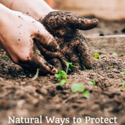 Natural Ways to Protect Your Garden from Pests