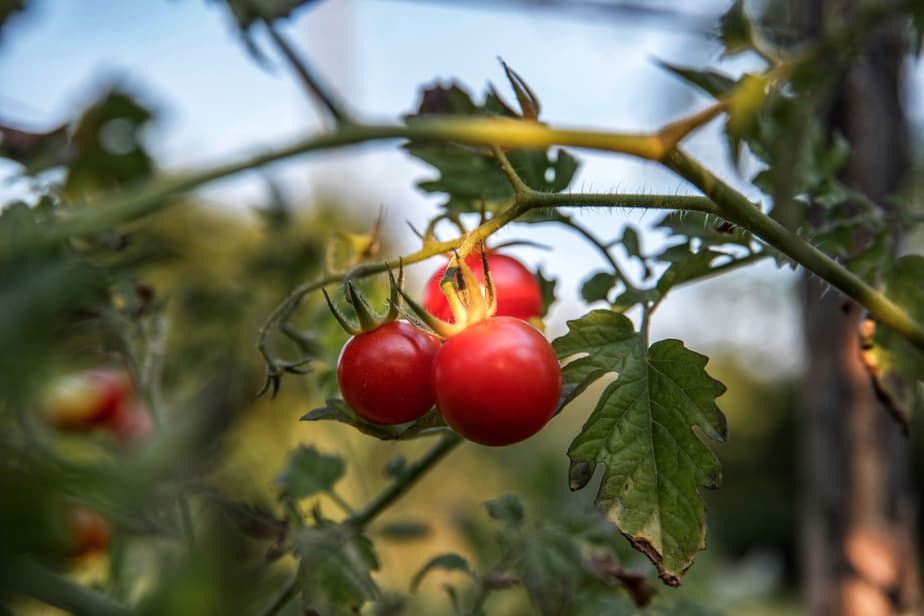 tomato plant up close