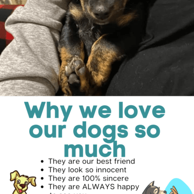 Why We Love Our Dogs So Much