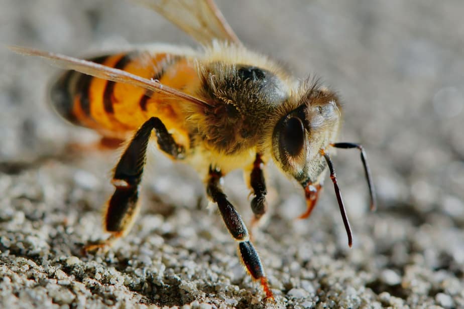 close up of garden bee 